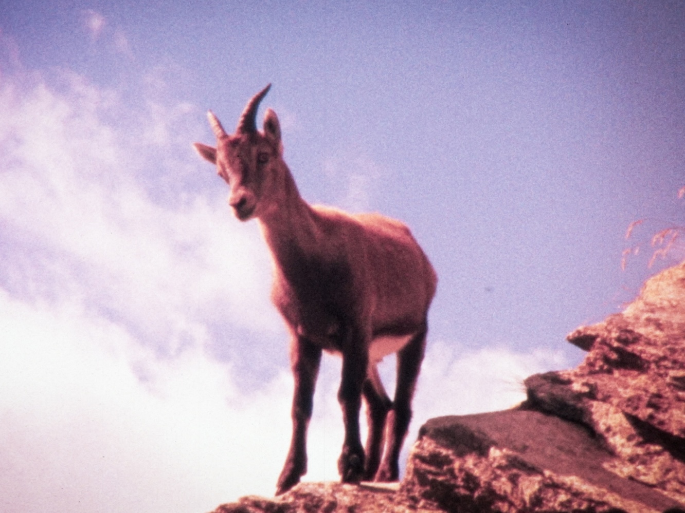 stille Wasser - Klippen von Cinque Terre