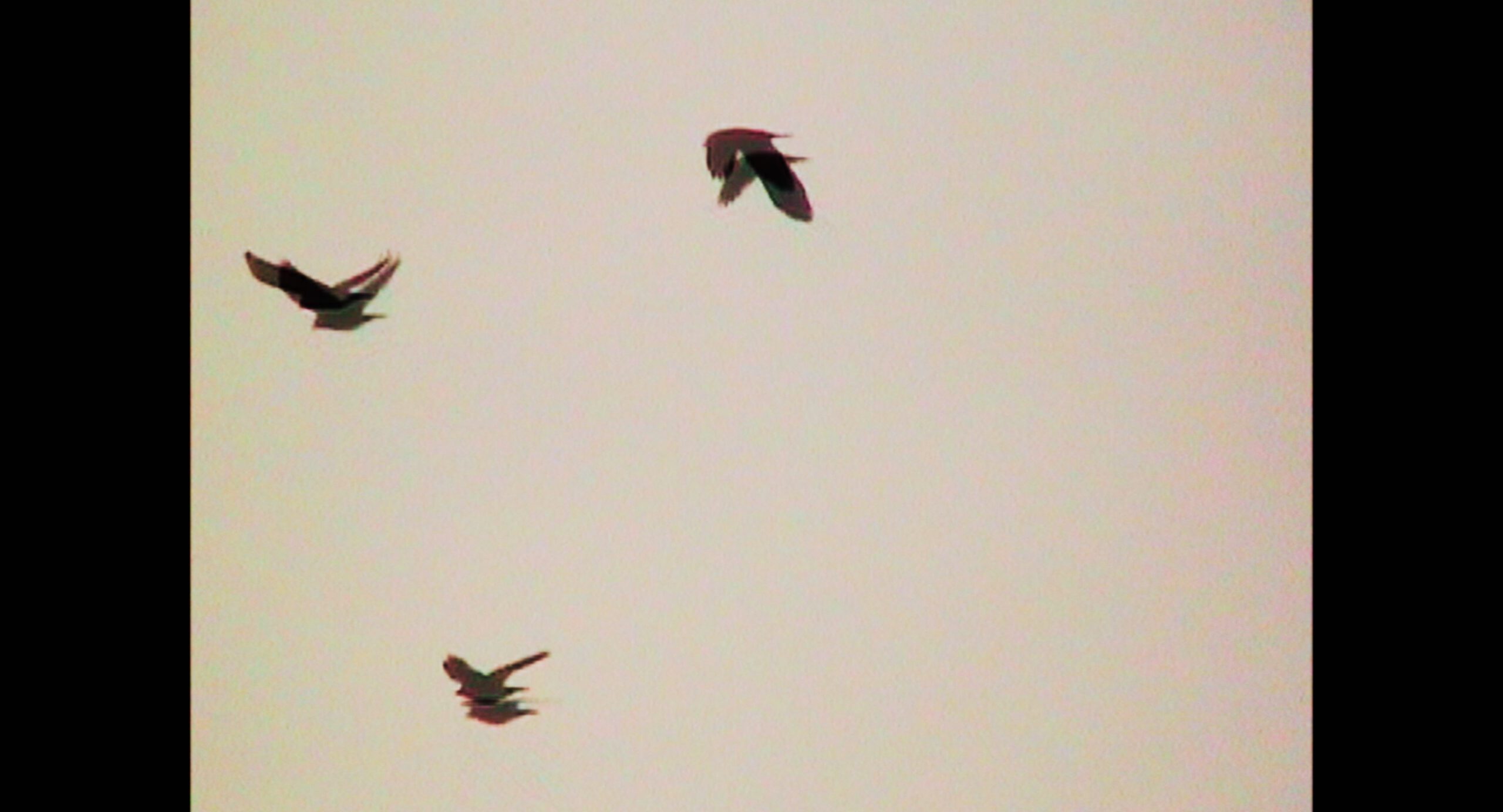 Still 2026-03-02 215119_1.1.4